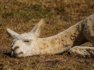 Fototapeta premium White Alpaca Resting Head
