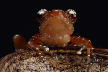 Portrait of a Cinnamon Frog on a branch
