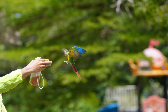 Pineapple green cheek conure (Mato Grosso Greencheek conure) free flying parrot 