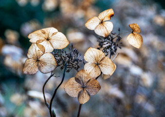 Dried Lacecap hydrangea flower heads in winter, still in situ on the shrub