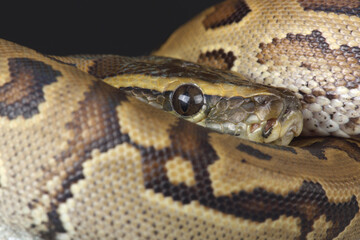 Portrait of a Central African Rock Python on a rock
