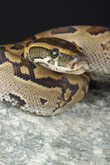 Portrait of a Central African Rock Python on a rock
