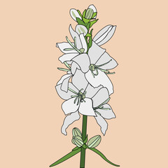Beautiful flower. A blossoming bud with many petals emanating from the center of the plant. The petals are on a green stem. Nice colour. The illustration can be used as decoration.