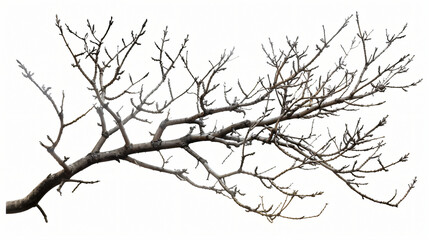 Fototapeta na wymiar Isolated tree branches on white.