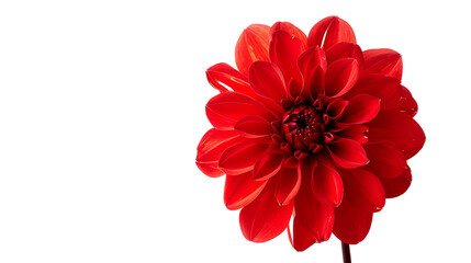 a red dahlia on transparent background