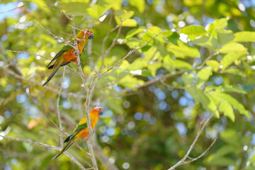 sun conure free flying parrot on branch