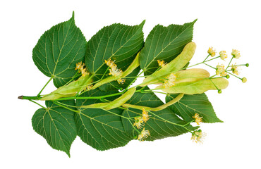 Linden flowers isolated on a white background, top view