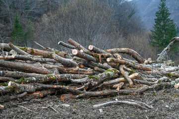 Trees cut down in the forest on the mountain. Stacks of firewood. Cut logs are stacked near sawmill. Pile of felled tree trunks. Trunks of trees cutted and stacked on mountain. 