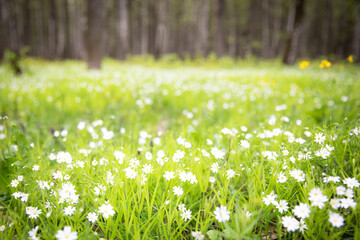 Background with a sunny forest green glade with white primroses and small flowers.