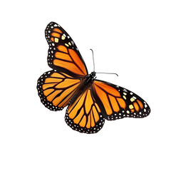Fototapeta premium Beautiful monarch butterfly isolated on transparent background