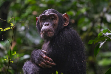 The Chimpanzee