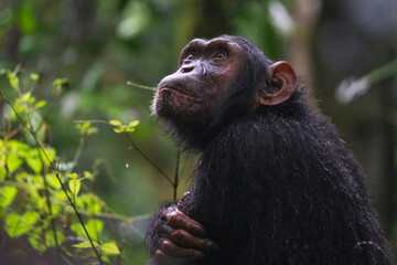 The Chimpanzee