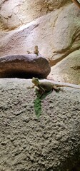 agama lizard in the zoo exhibit