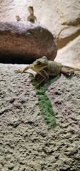 agama lizard in the zoo exhibit