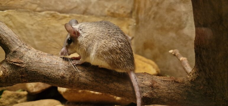 mouse in the zoo close look