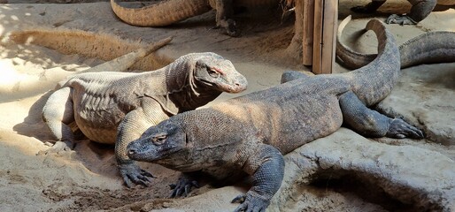  Komodo dragon (Varanus komodoensis), also known as the Komodo monitor, is a member of the monitor lizard family Varanidae that is endemic to the Indonesian islands of Komodo, Rinca, Flores, and Gili 
