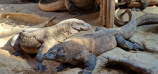  Komodo dragon (Varanus komodoensis), also known as the Komodo monitor, is a member of the monitor lizard family Varanidae that is endemic to the Indonesian islands of Komodo, Rinca, Flores, and Gili 