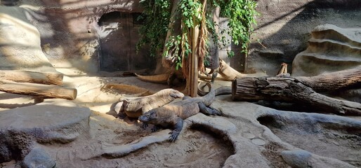  Komodo dragon (Varanus komodoensis), also known as the Komodo monitor, is a member of the monitor lizard family Varanidae that is endemic to the Indonesian islands of Komodo, Rinca, Flores, and Gili 