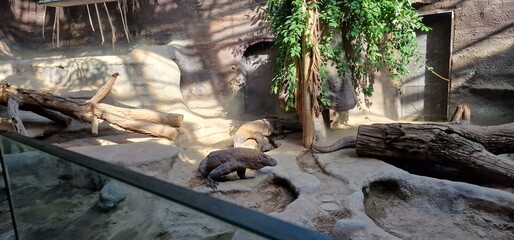  Komodo dragon (Varanus komodoensis), also known as the Komodo monitor, is a member of the monitor lizard family Varanidae that is endemic to the Indonesian islands of Komodo, Rinca, Flores, and Gili 