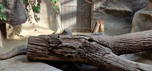  Komodo dragon (Varanus komodoensis), also known as the Komodo monitor, is a member of the monitor lizard family Varanidae that is endemic to the Indonesian islands of Komodo, Rinca, Flores, and Gili 