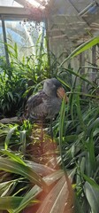 shoebill (Balaeniceps rex), also known as the whalebill, whale-headed stork, and shoe-billed stork is a large long-legged wading bird. It derives its name from its enormous shoe-shaped bill. It has a 