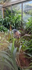 Obraz premium shoebill (Balaeniceps rex), also known as the whalebill, whale-headed stork, and shoe-billed stork is a large long-legged wading bird. It derives its name from its enormous shoe-shaped bill. It has a 