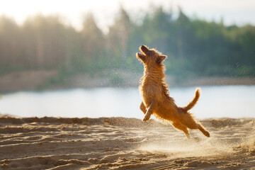 An exuberant Australian Terrier dog leaps into the air with a sandy explosion, trying to catch a...