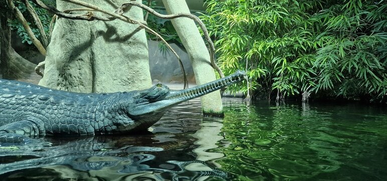  gharial (Gavialis gangeticus), also known as gavial or fish-eating crocodile, is a crocodilian in the family Gavialidae and among the longest of all living crocodilians