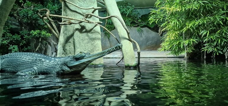 gharial (Gavialis gangeticus), also known as gavial or fish-eating crocodile, is a crocodilian in the family Gavialidae and among the longest of all living crocodilians