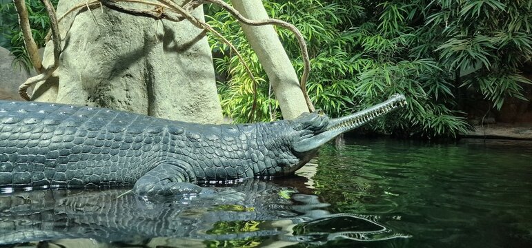  gharial (Gavialis gangeticus), also known as gavial or fish-eating crocodile, is a crocodilian in the family Gavialidae and among the longest of all living crocodilians