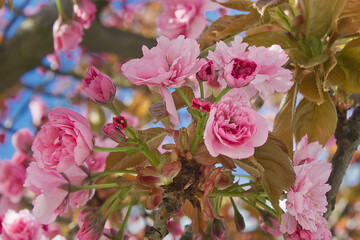 Spring blooming sakura tree. Pink Japanese cherry blossoms close-up on a tree branch