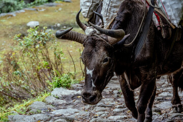 Yak in the himalayas © joshua