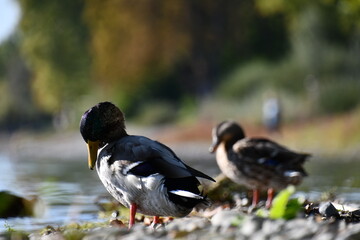 duck on the lake