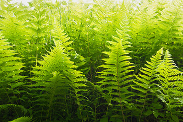 A natural background of a green fern in close-up. Leaves of a fern in the forest