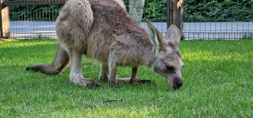 red-necked wallaby or Bennett's wallaby (Notamacropus rufogriseus) medium-sized macropod marsupial (wallaby), common in the more temperate and fertile parts of eastern Australia, including Tasmania. R