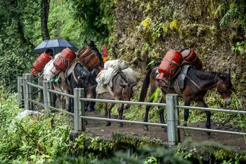 Fotobehang donkeys in the mountains © joshua
