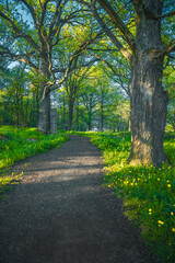 path in the park