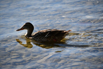duck on the lake