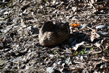 duck on the lake