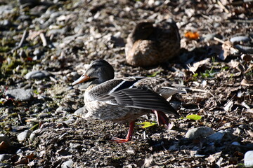 duck on the lake