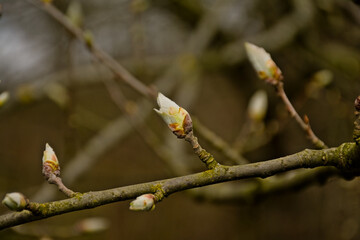 Fres leaf buds of a horse chestnut tree in spring, selective focus with bokeh background - Aesculus hippocastanum