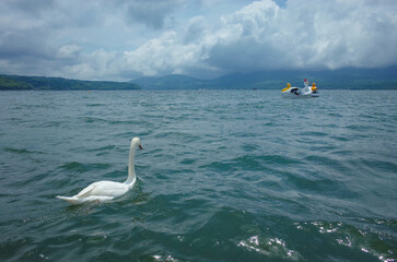 swan on the lake