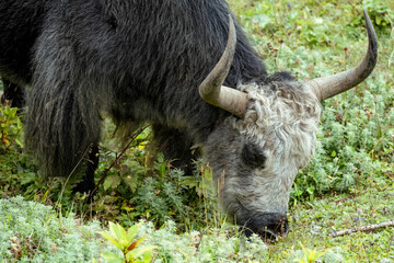 Yak on the field