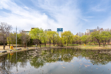 Fototapeta premium 연못 너머 아름다운 수양버들이 보이는 한밭수목원의 봄 풍경-Spring Landscape of Hanbat Arboretum with Beautiful Weeping Willows Beyond the Pond, Daejeon, South Korea