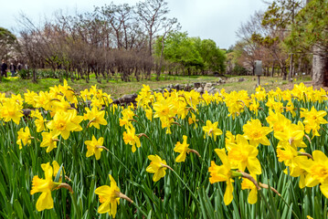 Obraz premium 활짝 핀 수선화꽃밭-Field of Fully Bloomed Daffodils, South Korea