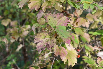 leaves on the tree
