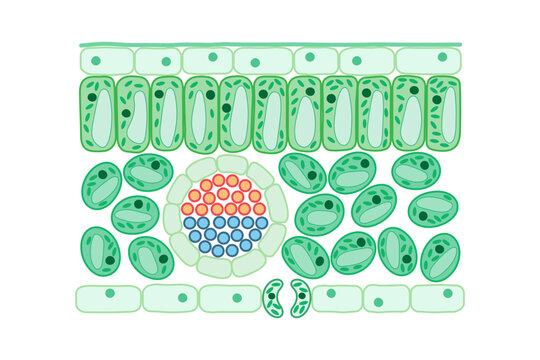Leaf structure. Internal structure of the leaf. Diagram.