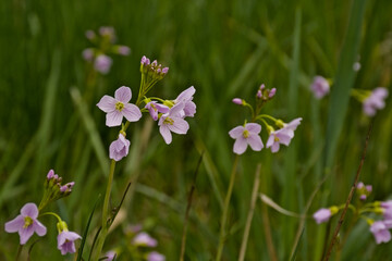 Soft pink cuckooflowers in spring - Cardamine pratensis