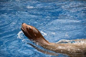 Obraz premium sea lion swimming