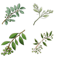 Mistletoe (Sprig of Mistletoe). simple minimalist isolated in white background vector illustration